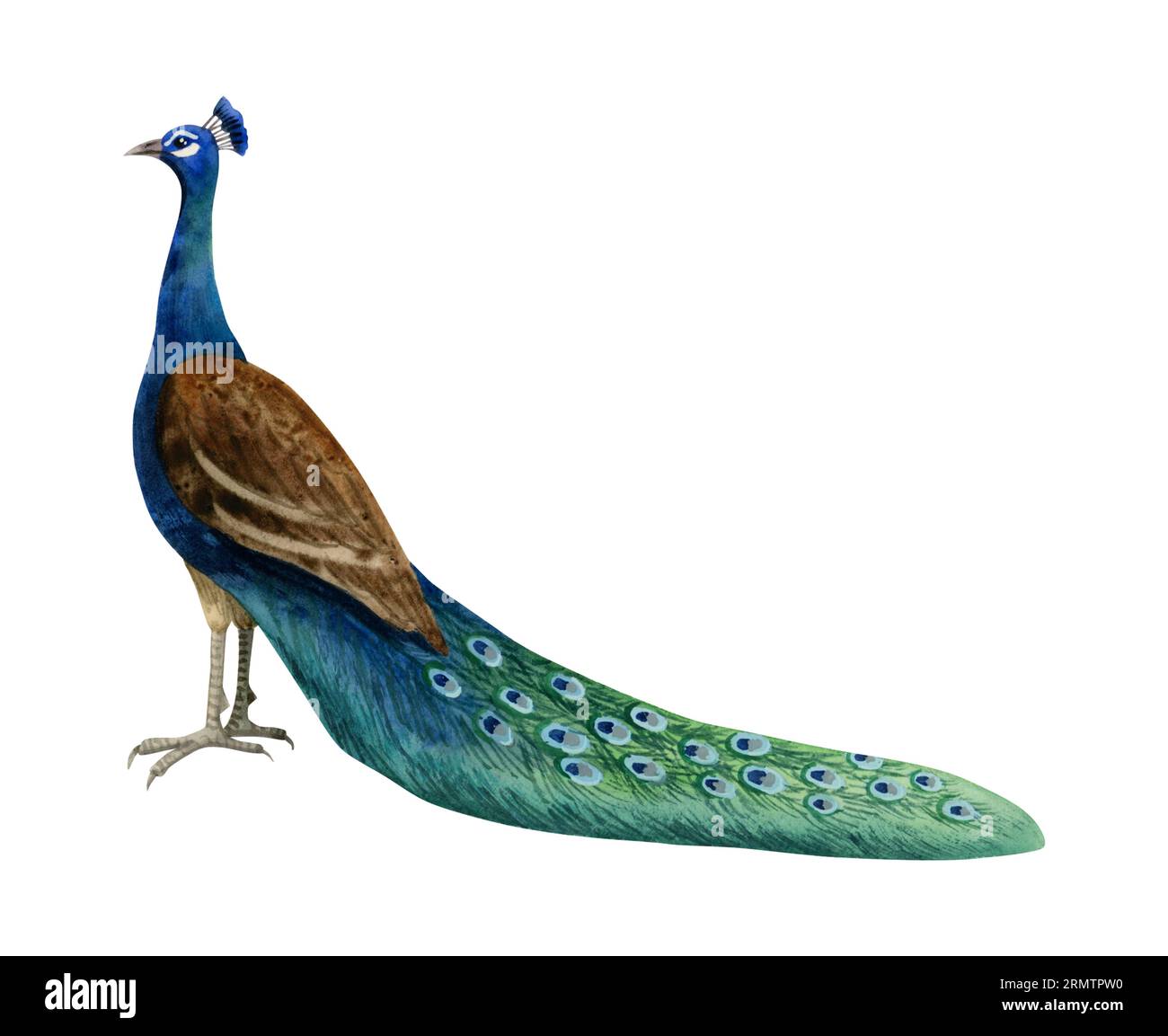 Peacock bird with colorful long tail watercolor illustration. Tropical nature realistic detailed clipart Stock Photo