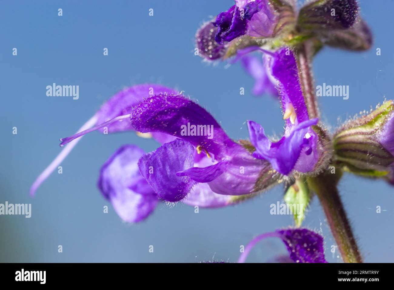 Salvia pratensis sage flowers in bloom, flowering blue violet purple mmeadow clary plants, green