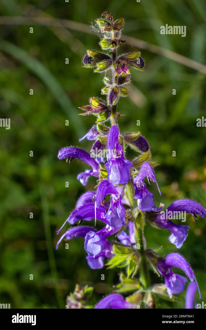 Salvia pratensis sage flowers in bloom, flowering blue violet purple mmeadow clary plants, green