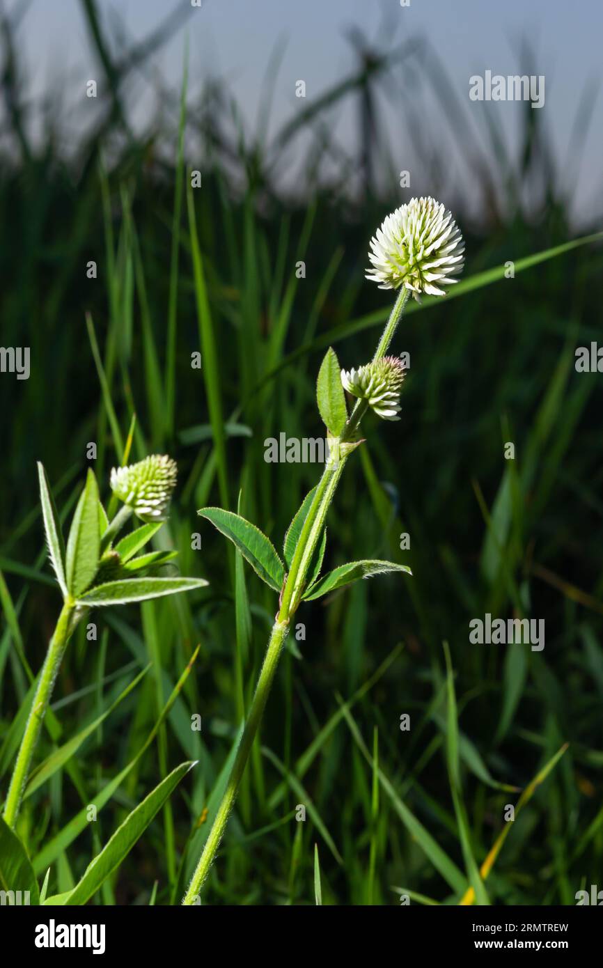 Trifolium montanum, the mountain clover. Plant with white flowers. Is growing in Europe. Stock Photo