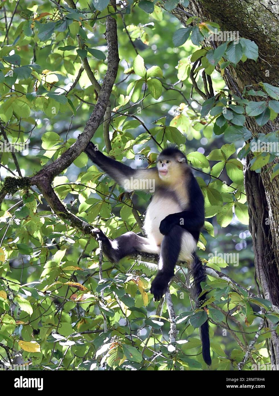(140917) -- DEQUN,  -- A black snub-nosed monkey (Rhinopithecus bieti) sits on a tree branch in the Baimang Mountain National Natural Reserve in the Tibetan Autonomous Prefecture of Deqen in southwest China s Yunnan Province, Sept. 16, 2014. The population of black snub-nosed monkeys within the Baimang Mountain National Natural Reserve has expanded by about 50 as of September. In August 2013, a 5.1-magnitude earthquake in Deqen had exerted adverse effects to the habitats of black snub-nosed monkeys here. Their living environments have been restored under protective efforts that lasted for 12 m Stock Photo