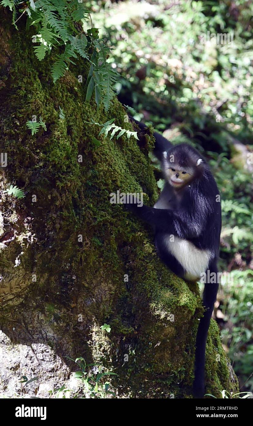 (140917) -- DEQUN,  -- A black snub-nosed monkey (Rhinopithecus bieti) looks for food in the Baimang Mountain National Natural Reserve in the Tibetan Autonomous Prefecture of Deqen in southwest China s Yunnan Province, Sept. 16, 2014. The population of black snub-nosed monkeys within the Baimang Mountain National Natural Reserve has expanded by about 50 as of September. In August 2013, a 5.1-magnitude earthquake in Deqen had exerted adverse effects to the habitats of black snub-nosed monkeys here. Their living environments have been restored under protective efforts that lasted for 12 months. Stock Photo