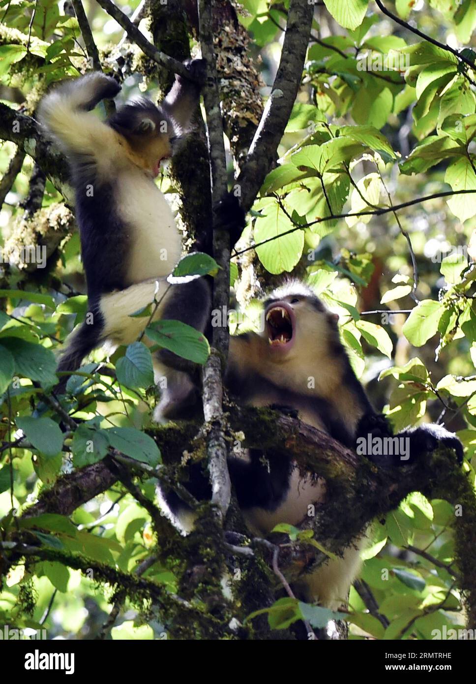 (140917) -- DEQUN,  -- Two black snub-nosed monkeys (Rhinopithecus bieti) are seen on a tree branch in the Baimang Mountain National Natural Reserve in the Tibetan Autonomous Prefecture of Deqen in southwest China s Yunnan Province, Sept. 16, 2014. The population of black snub-nosed monkeys within the Baimang Mountain National Natural Reserve has expanded by about 50 as of September. In August 2013, a 5.1-magnitude earthquake in Deqen had exerted adverse effects to the habitats of black snub-nosed monkeys here. Their living environments have been restored under protective efforts that lasted f Stock Photo
