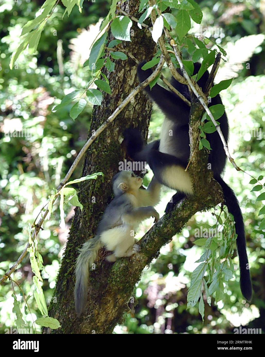 (140917) -- DEQUN,  -- A black snub-nosed monkey (Rhinopithecus bieti) cub plays with its mother on a tree branch in the Baimang Mountain National Natural Reserve in the Tibetan Autonomous Prefecture of Deqen in southwest China s Yunnan Province, Sept. 16, 2014. The population of black snub-nosed monkeys within the Baimang Mountain National Natural Reserve has expanded by about 50 as of September. In August 2013, a 5.1-magnitude earthquake in Deqen had exerted adverse effects to the habitats of black snub-nosed monkeys here. Their living environments have been restored under protective efforts Stock Photo
