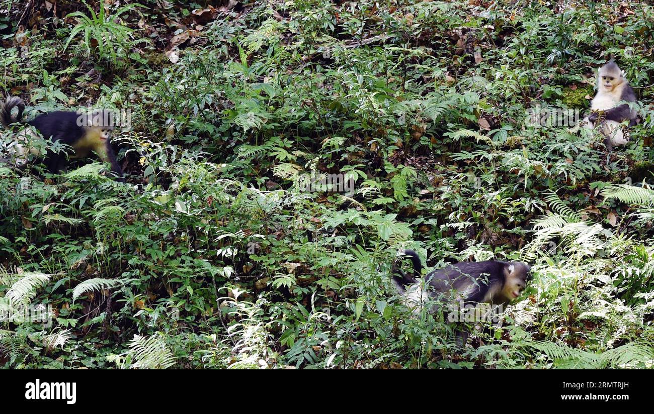 (140917) -- DEQUN,  -- Three black snub-nosed monkeys (Rhinopithecus bieti) look for food in the Baimang Mountain National Natural Reserve in the Tibetan Autonomous Prefecture of Deqen in southwest China s Yunnan Province, Sept. 16, 2014. The population of black snub-nosed monkeys within the Baimang Mountain National Natural Reserve has expanded by about 50 as of September. In August 2013, a 5.1-magnitude earthquake in Deqen had exerted adverse effects to the habitats of black snub-nosed monkeys here. Their living environments have been restored under protective efforts that lasted for 12 mont Stock Photo