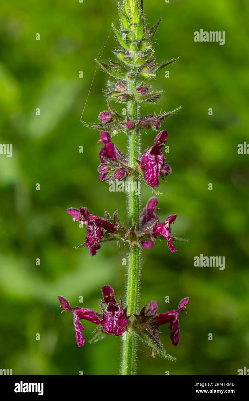 Blooming wild flower called Hedge Woundwort, Whitespot Stachys sylvatica. Stock Photo
