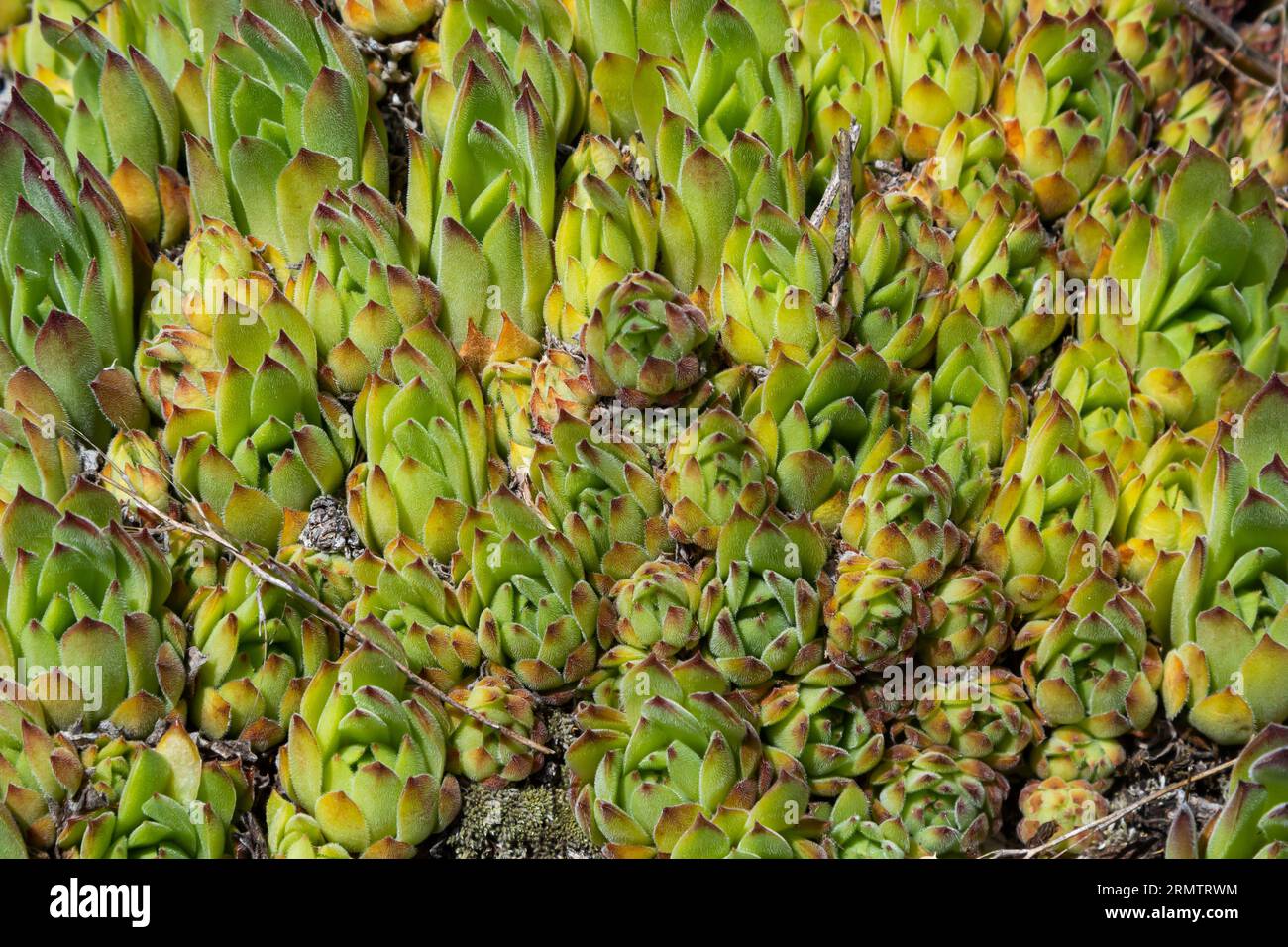 Sempervivum tectorum, common Houseleek. Perennial plant growing in flower pot. Sempervivum in nature. Liveforever plant, succulent. Stock Photo