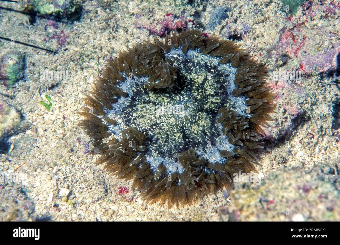 Rock flower anemone (Epicystis crucifer) from Puerto Rico, the Caribbean. Stock Photo