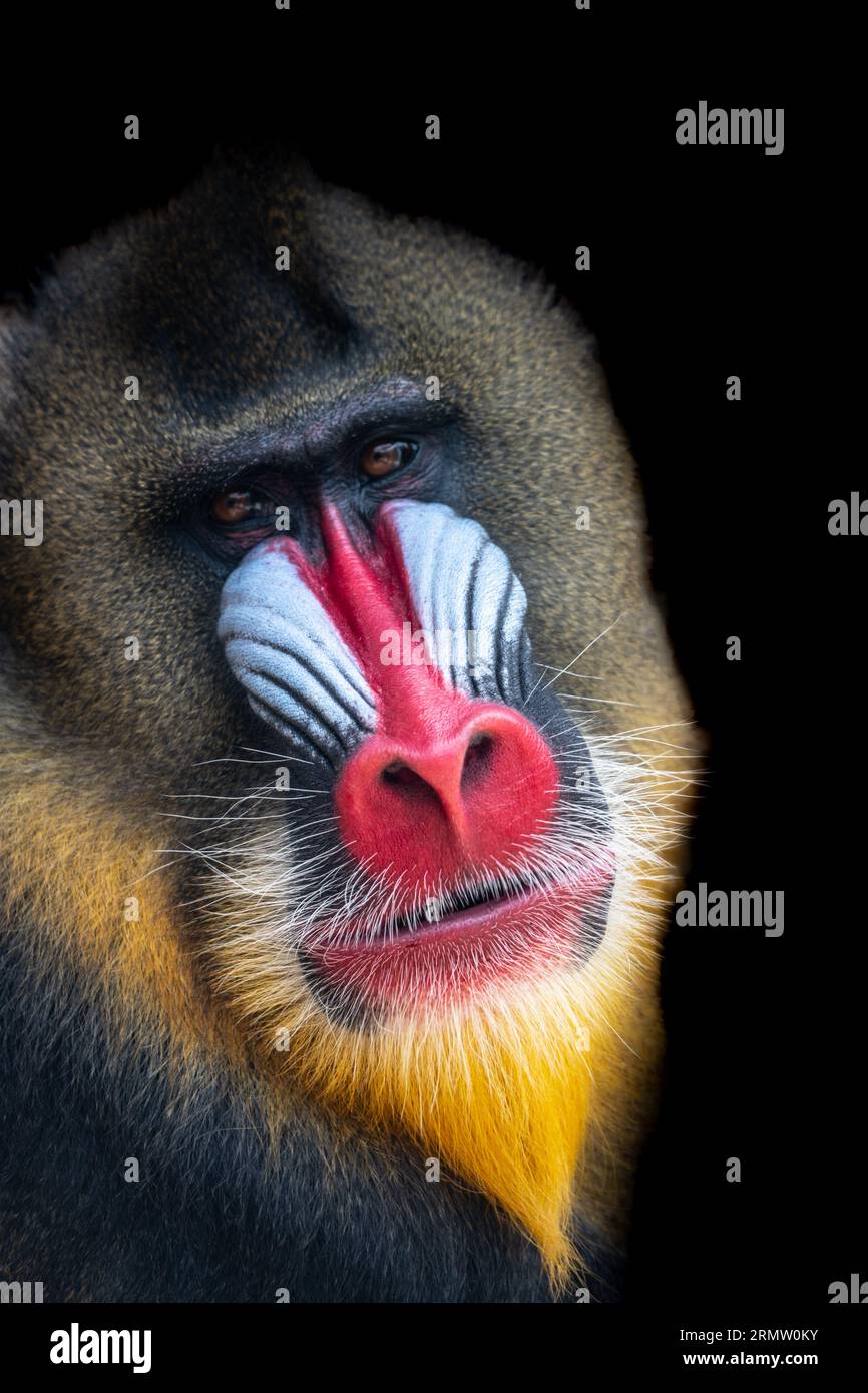 Majestic mandrill head with distinctive features against black backdrop. Wildlife wonder. Stock Photo