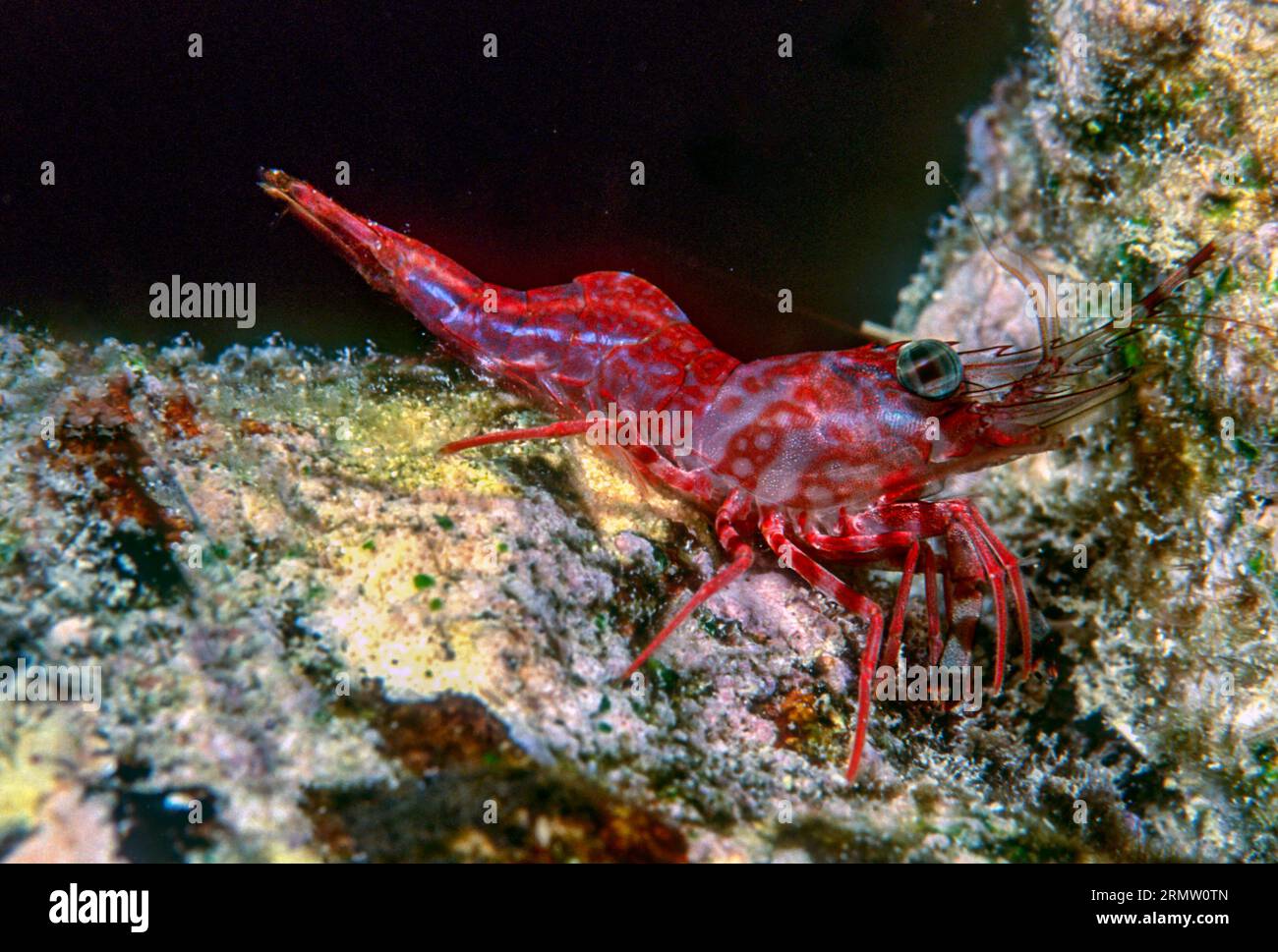 Dancing shrimp (inetorhynchus hendersoni) from shallow water, Kuredu Island,  the Maldives. Stock Photo