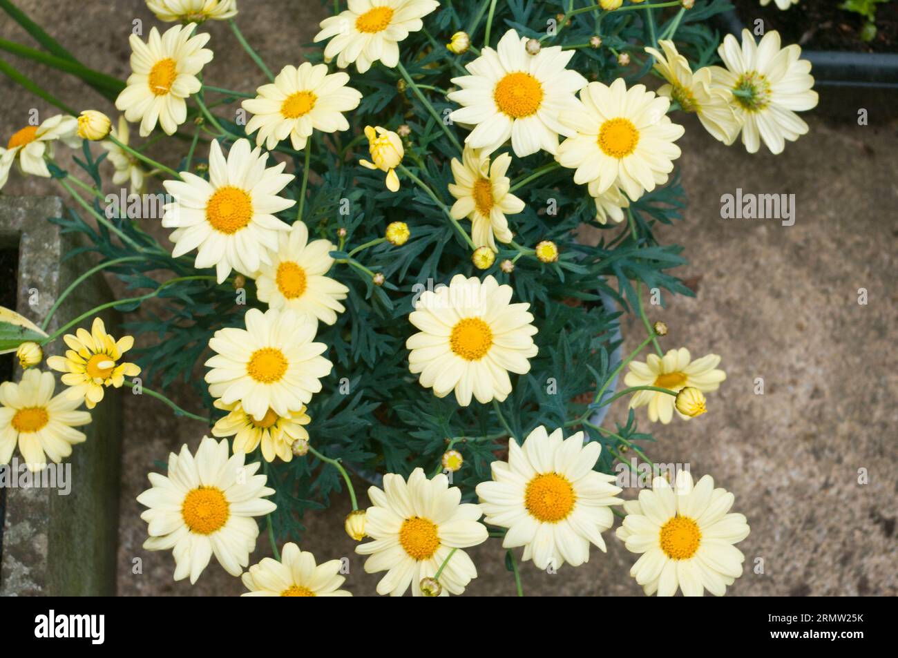 Yellow marguerite daisies Paris daisies Argyranthemum frutescens Stock