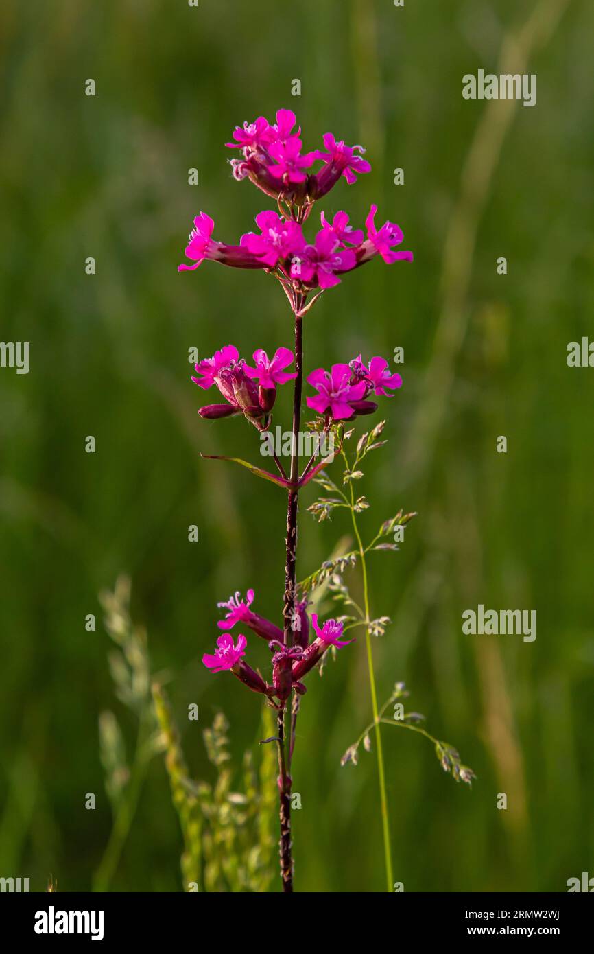 Silene viscaria, Viscaria vulgaris, Caryophyllaceae. Wild plant shot in summer. Stock Photo