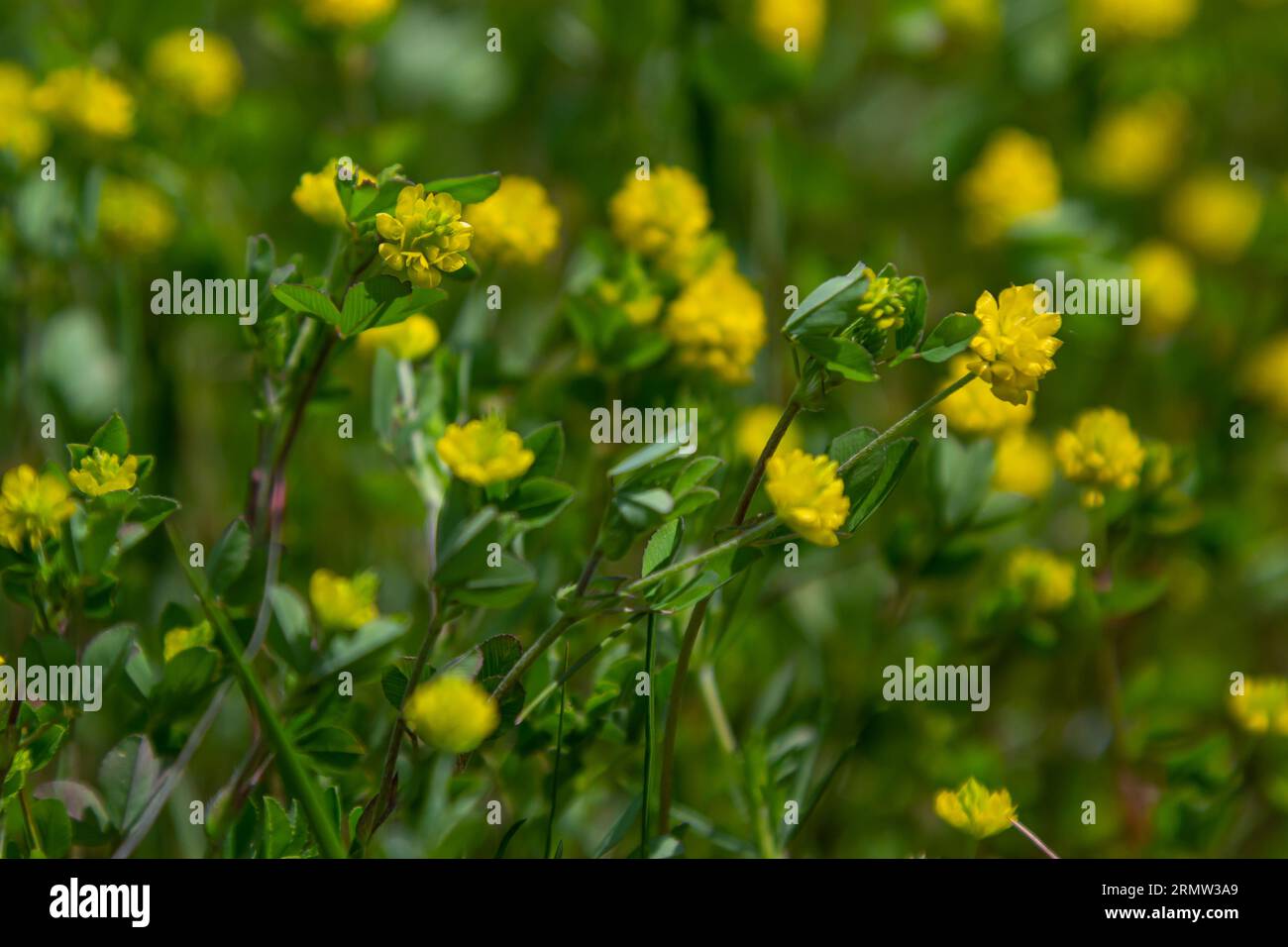 Trifolium campestre or hop trefoil flower, close up. Yellow or golden clover with green leaves. Wild or field clover is herbaceous, annual and floweri Stock Photo