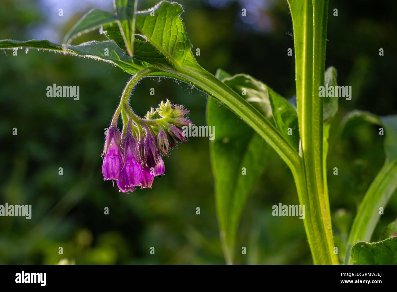 In the meadow, among wild herbs the comfrey Symphytum officinale is blooming. Stock Photo