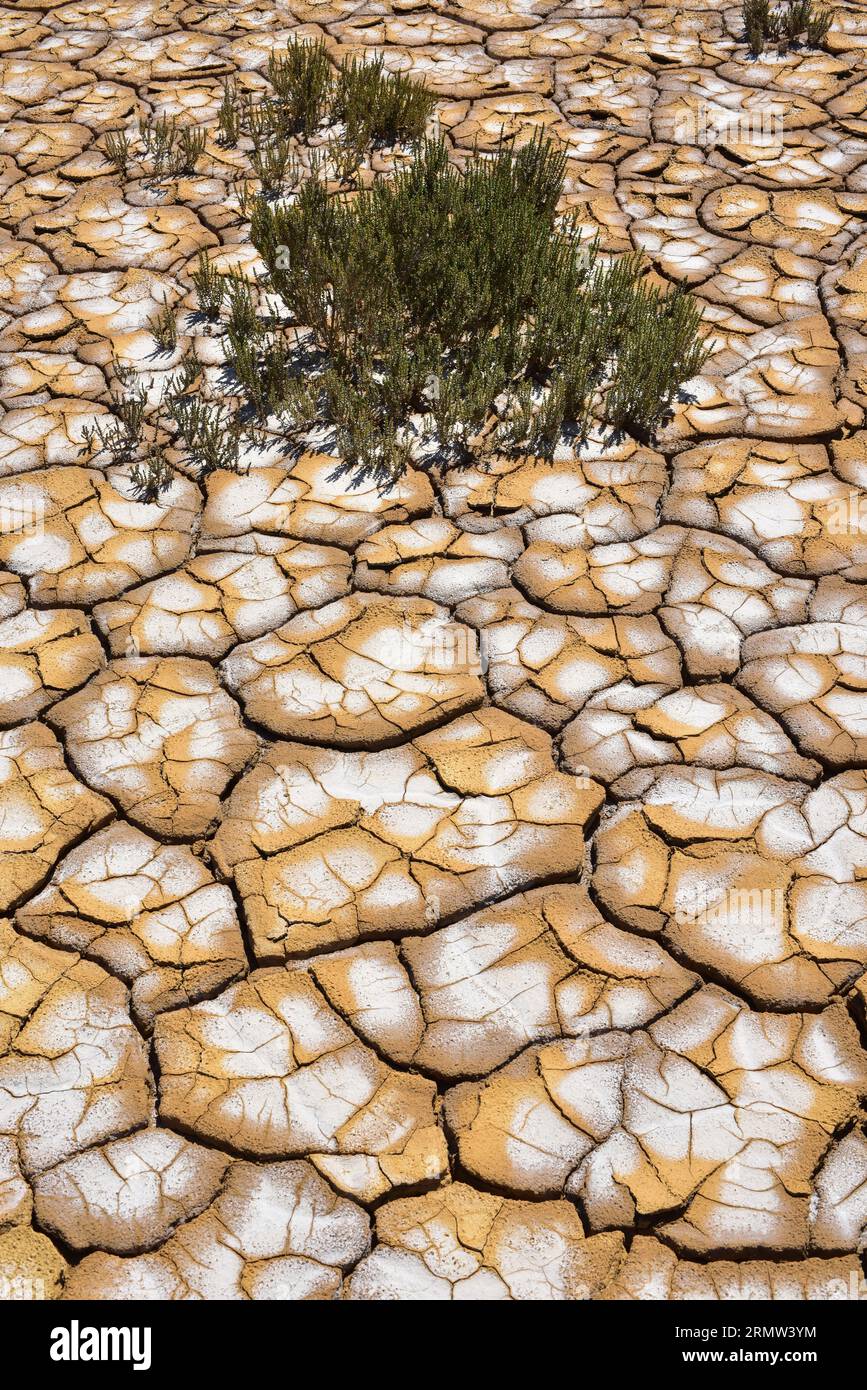 Drying cracks with salt and badlands in Bardenas Reales Biosphere Reserve. Halophilous vegetation (Chenopodiaceae). Navarre, Spain. Stock Photo