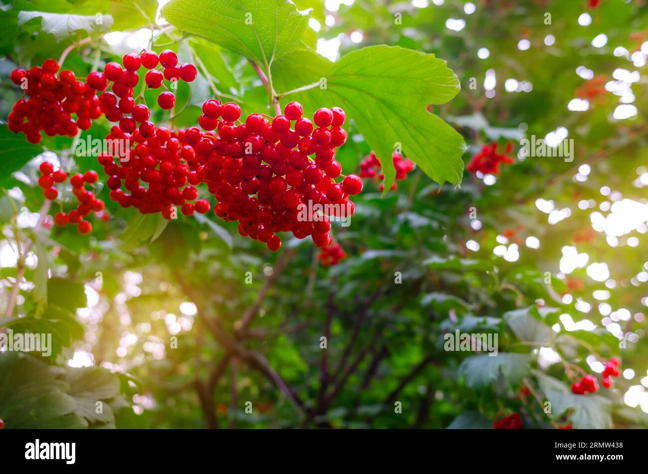 Viburnum berries in tassels on branches with green leaves. Stock Photo