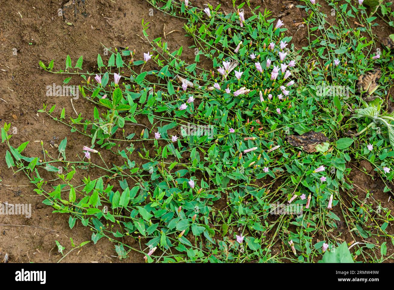 Field bindweed or Convolvulus arvensis European bindweed Creeping Jenny Possession vine herbaceous perennial plant with open and closed white flowers Stock Photo