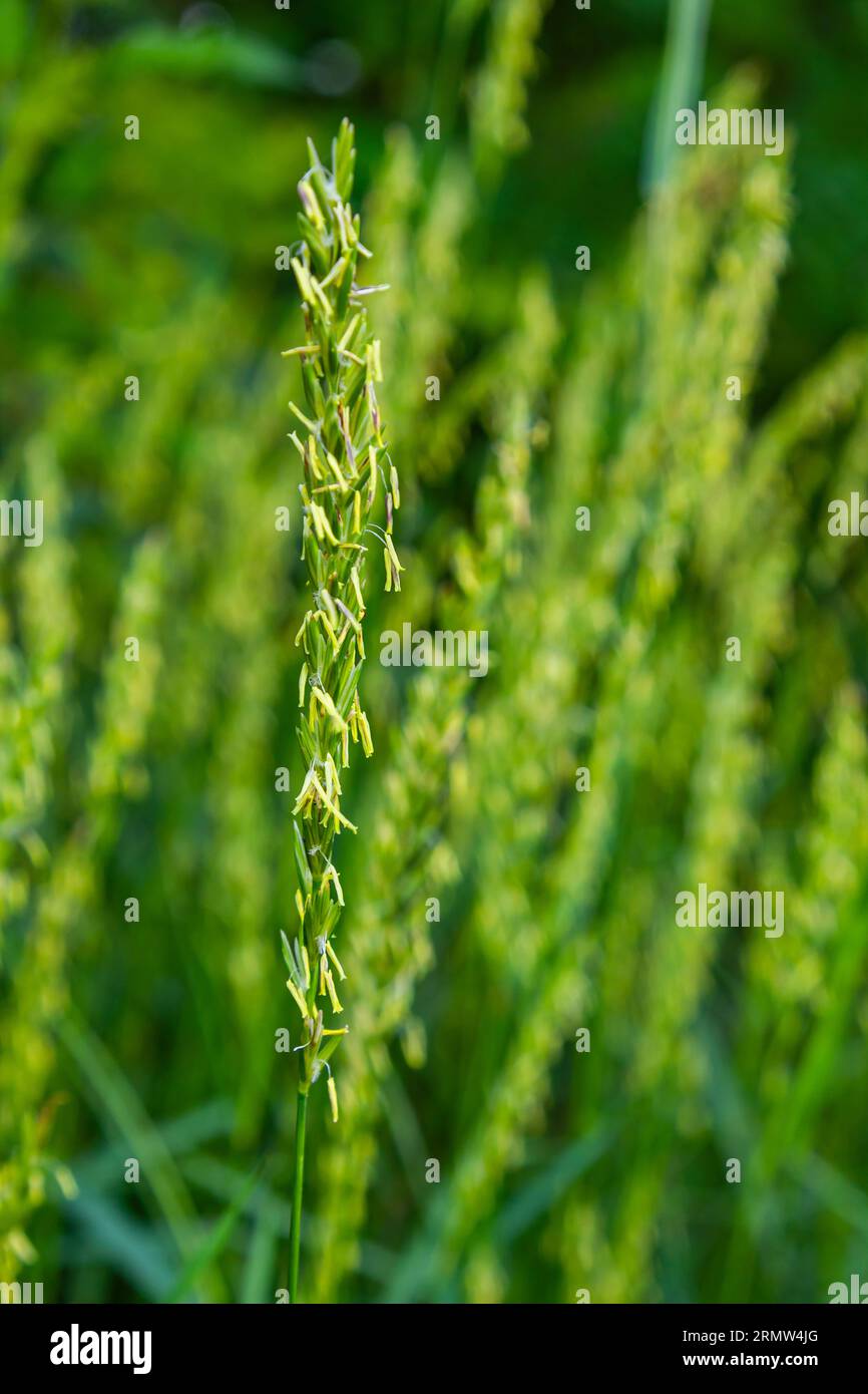 In the meadow, in the wild grows grass and weeds Elymus repens. Stock Photo