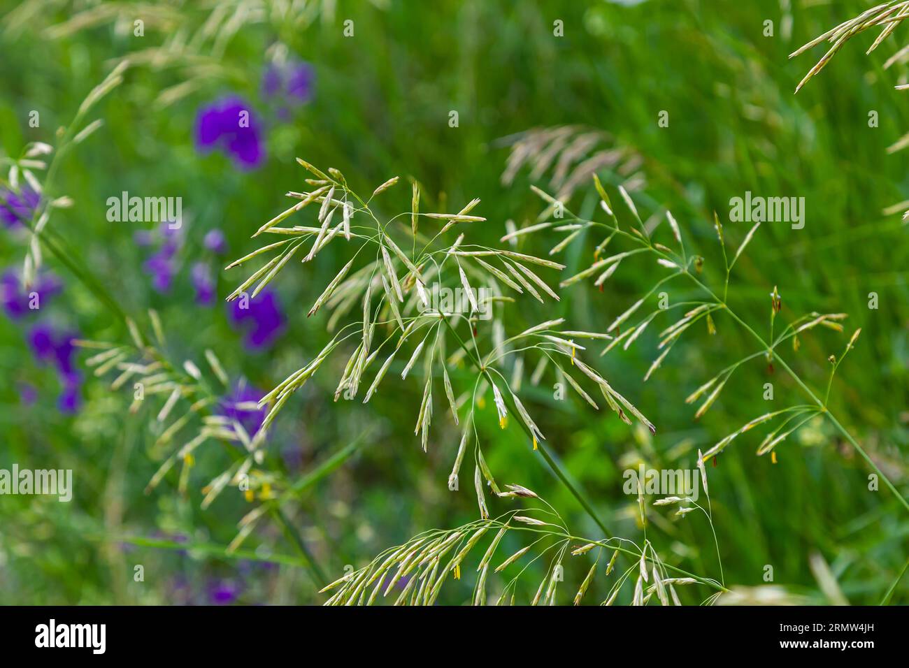 Spring field with Bromus Secalinus on a windy day. Stock Photo