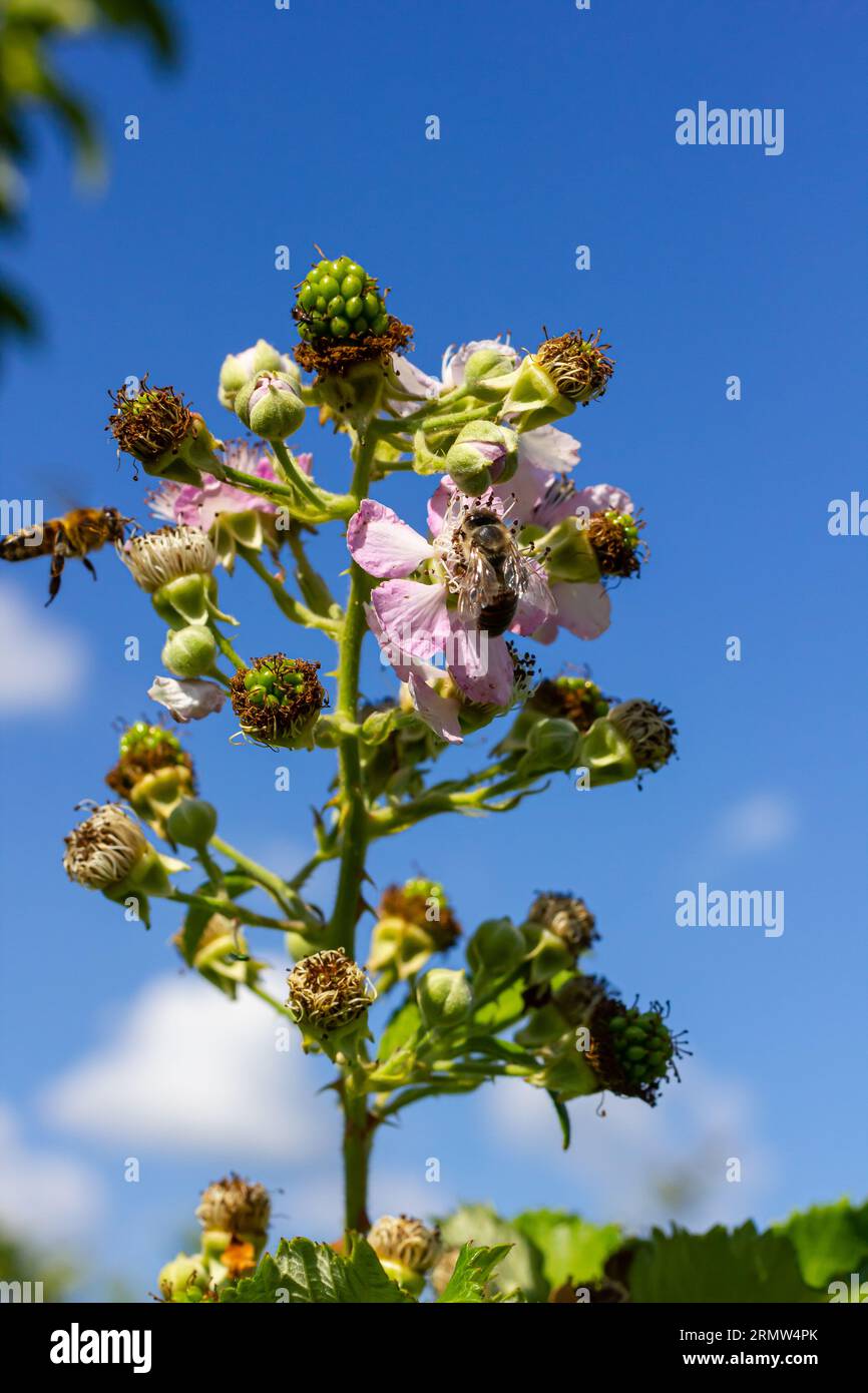 Soft pink blackberry flowers and buds in spring - Rubus fruticosus. Stock Photo