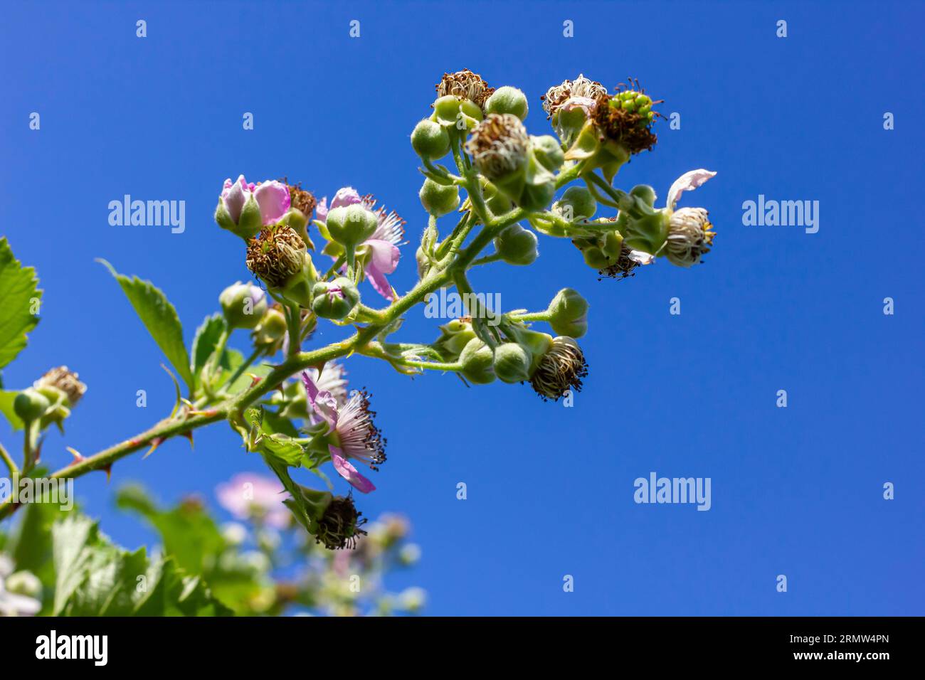 Soft pink blackberry flowers and buds in spring - Rubus fruticosus. Stock Photo