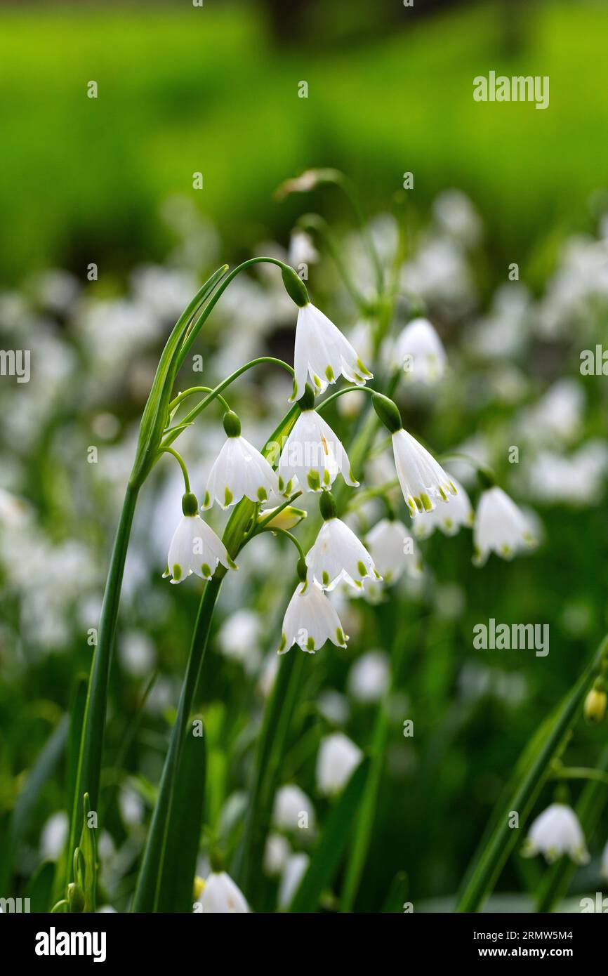 Summer snowflake (Leucojum aestivum), flowering Stock Photo - Alamy