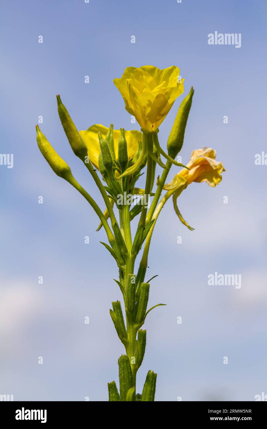 Yellow evening primrose Oenothera biennis, medicine plant for cosmetics, skin care and eczema. Stock Photo