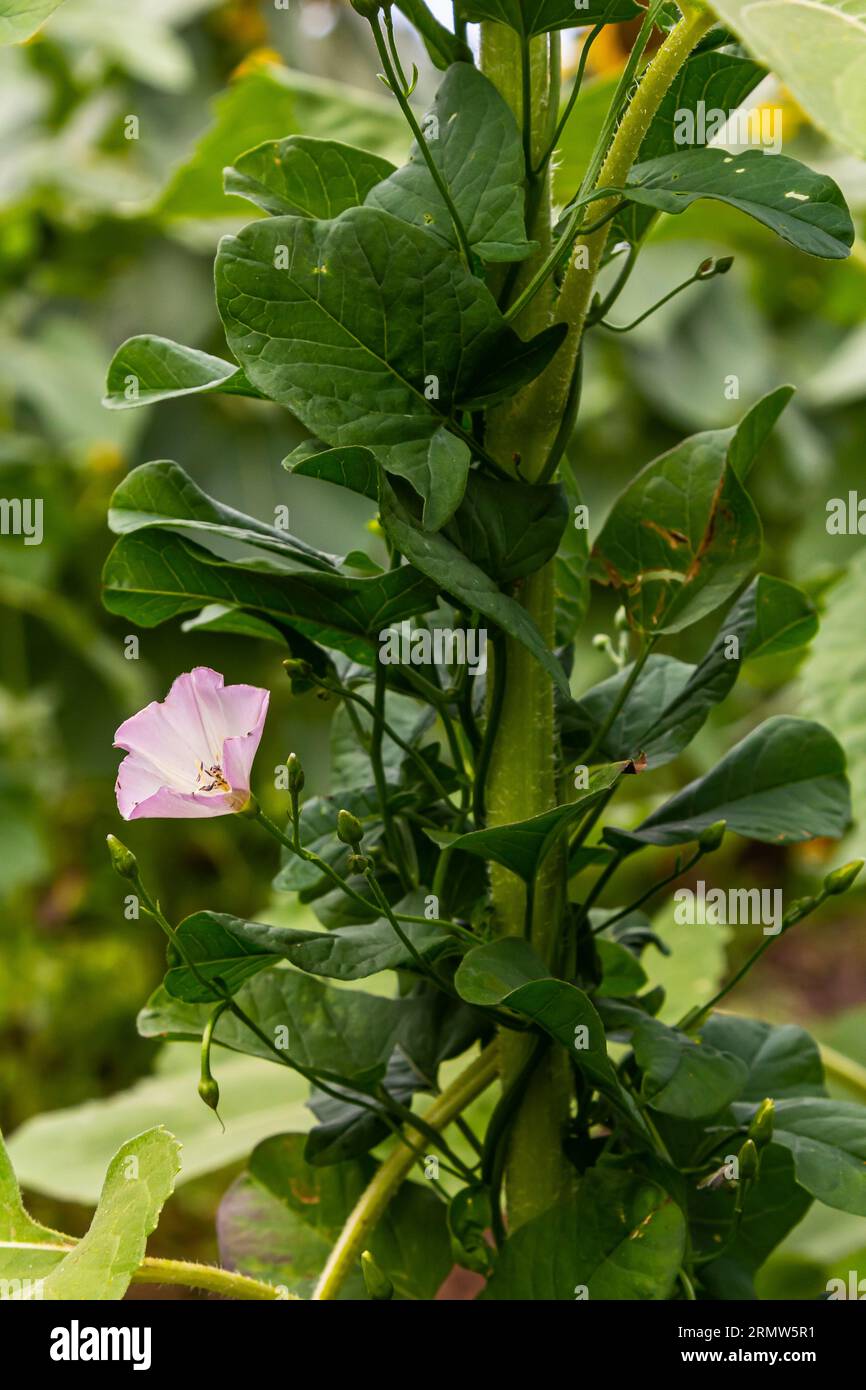 Field bindweed or Convolvulus arvensis European bindweed Creeping Jenny Possession vine herbaceous perennial plant with open and closed white flowers Stock Photo