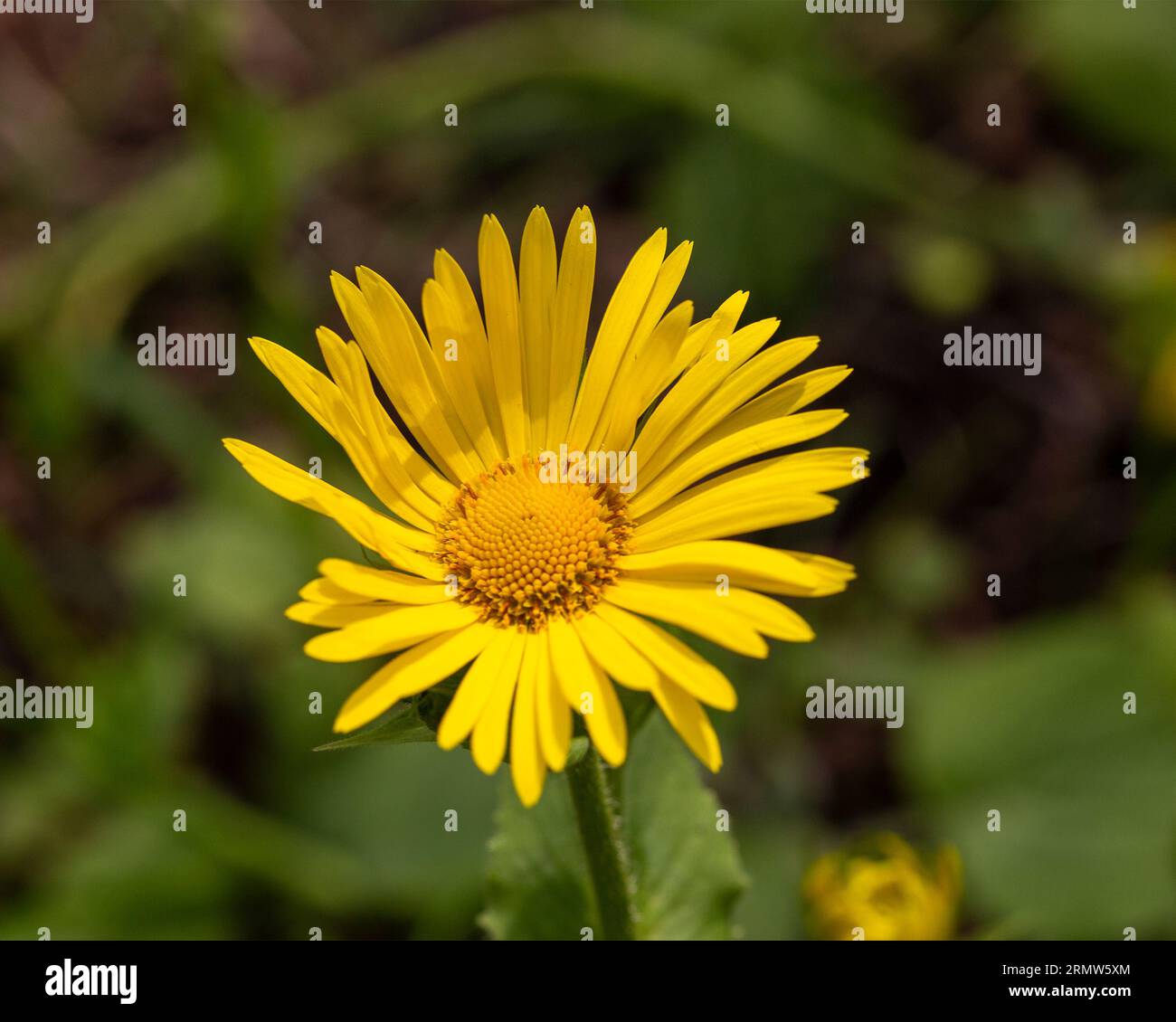 Great Leopard's Bane (Doronicum pardalianches); close-up of flower Stock Photo