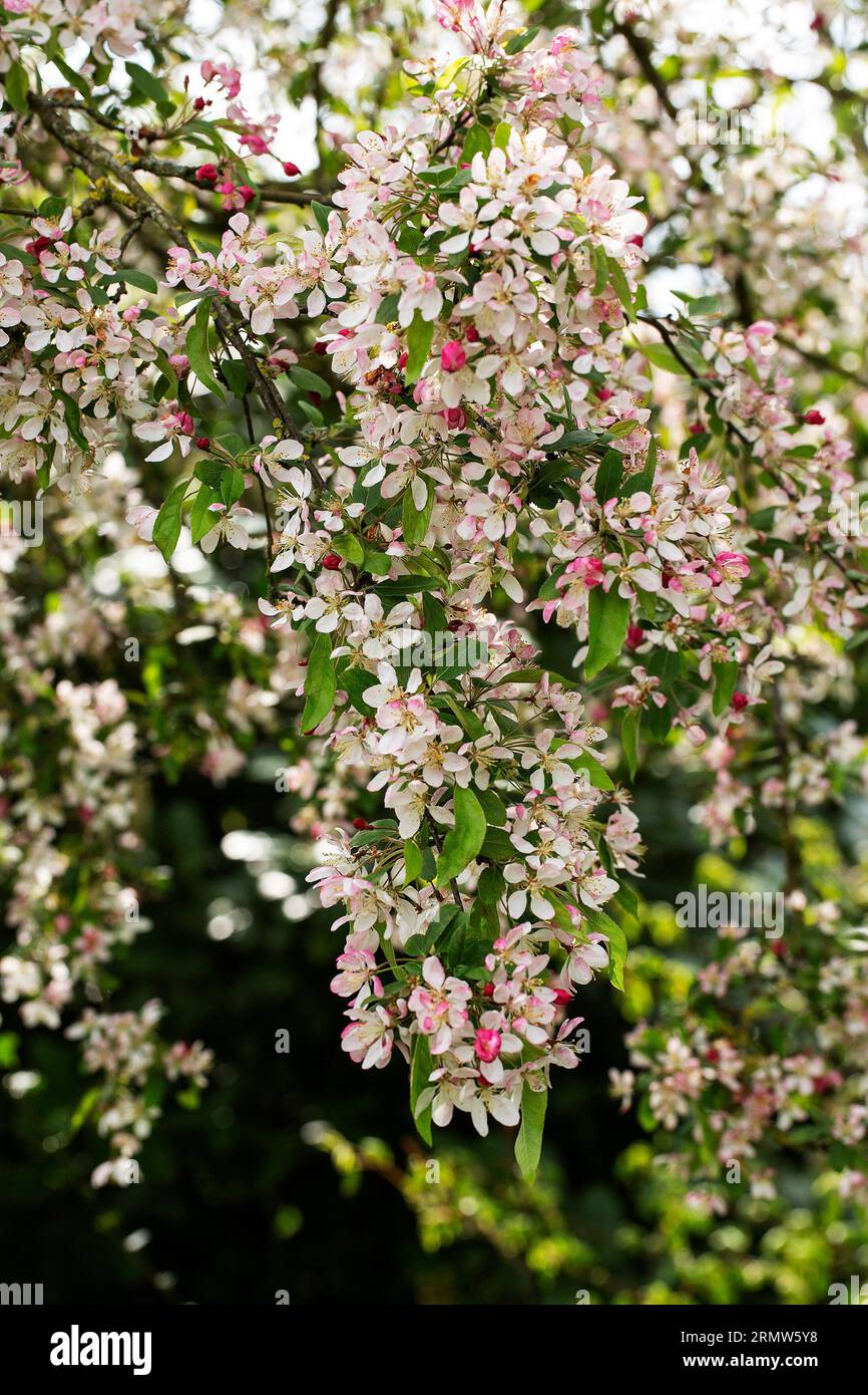 Blossoming Japanese flowering crabapple (Malus floribunda) Stock Photo