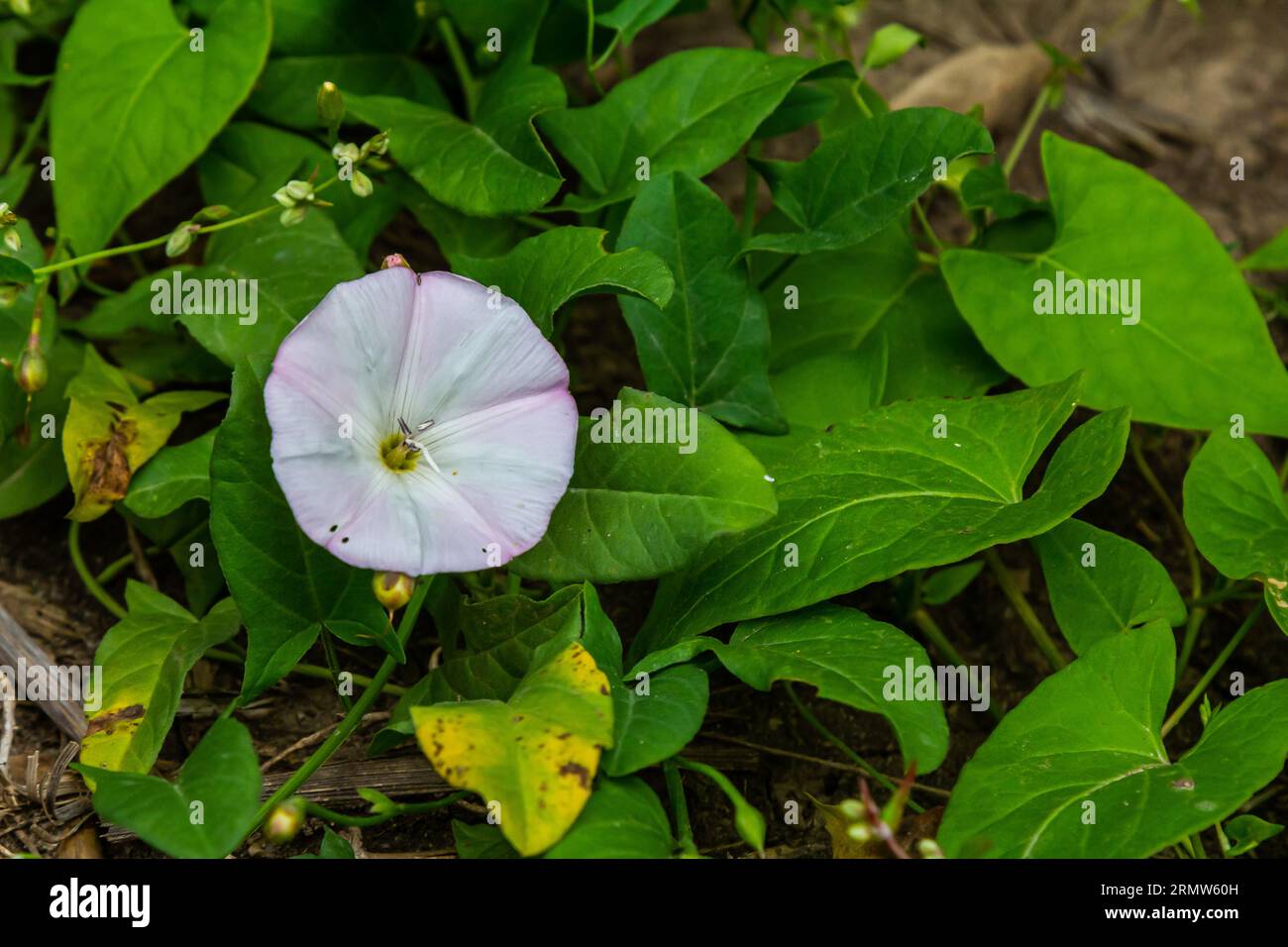 Field bindweed or Convolvulus arvensis European bindweed Creeping Jenny Possession vine