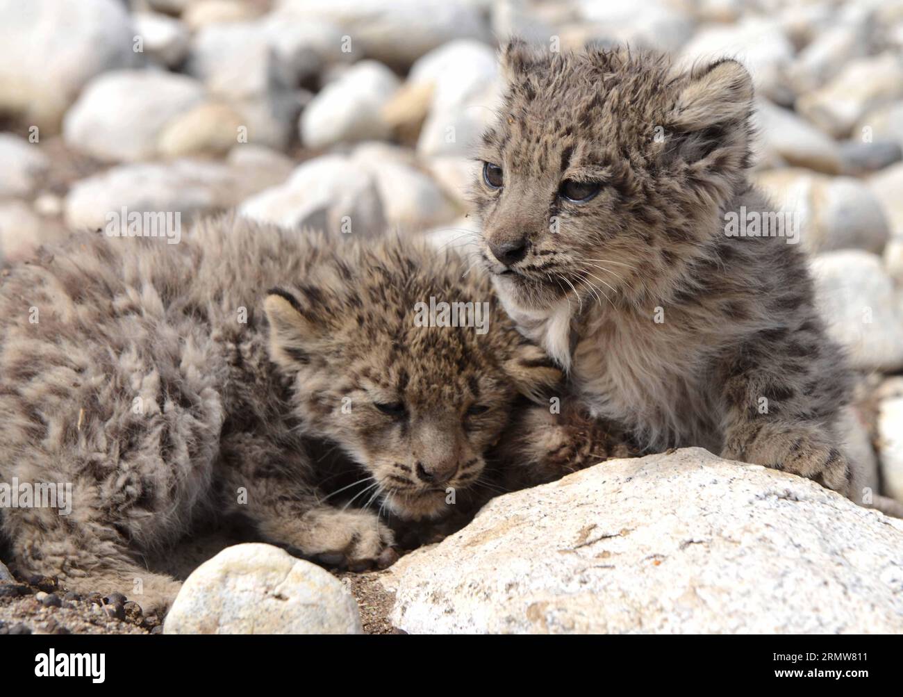Photo taken on Oct. 8, 2014 shows the wild snow leopard cubs in Ali prefecture of southwest China s Tibet Autonomous Region. The cubs were found by a herdsman when he mowed in Ali s Qusum Township on Sept. 23, 2014. Local forestry department has discussed to protect and raise the rare cubs. ) (hdt) CHINA-TIBET-SNOW LEOPARD (CN ) GexQingmin PUBLICATIONxNOTxINxCHN   Photo Taken ON OCT 8 2014 Shows The Wild Snow Leopard Cubs in Ali Prefecture of Southwest China S Tibet Autonomous Region The Cubs Were Found by a herdsman When he mowed in Ali S  Township ON Sept 23 2014 Local Forestry Department ha Stock Photo