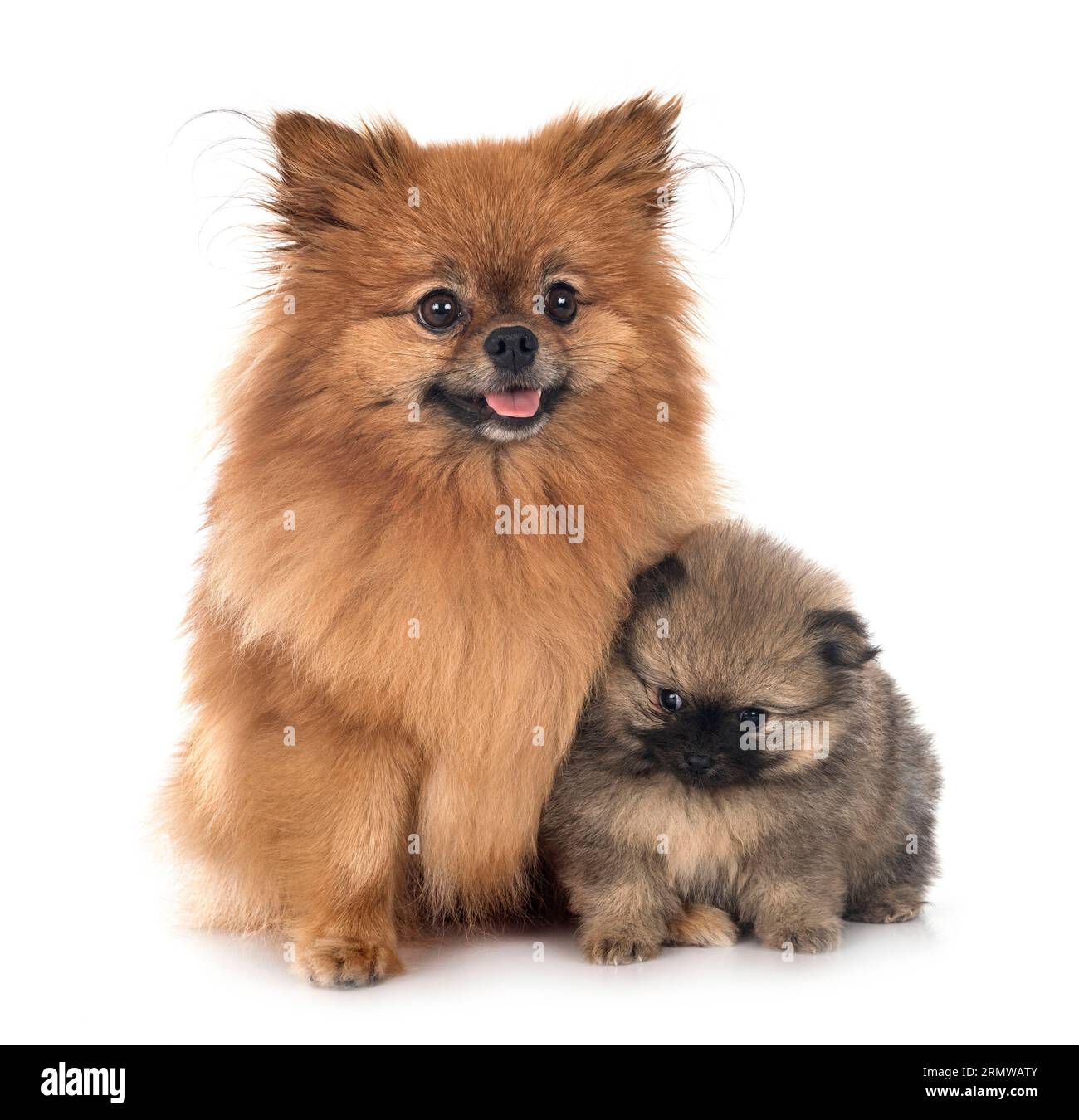 Pomeranians two hires stock photography and
