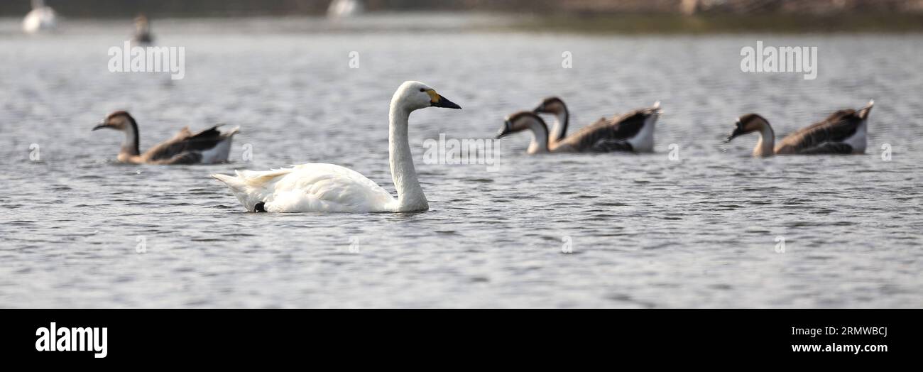 A swan swims with a flock of swan geese on the Swan Lake at the Birds Island Park in Shenyang, capital of northeast China s Liaoning Province, Oct. 18, 2014. Swan geese here, which are on their way to migrate to the south, stopped at the Birds Island Park. ) (lfj) CHINA-LIAONING-SHENYANG-BIRDS (CN) YaoxJianfeng PUBLICATIONxNOTxINxCHN   a Swan swim With a Flock of Swan Geese ON The Swan Lake AT The Birds Iceland Park in Shenyang Capital of Northeast China S Liaoning Province OCT 18 2014 Swan Geese Here Which are ON their Way to migrate to The South stopped AT The Birds Iceland Park  China Liaon Stock Photo