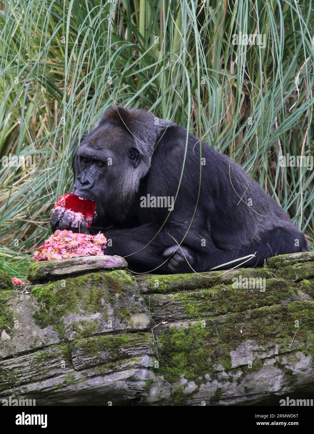 (141023) -- LONDON, Oct. 23, 2014 -- London Zoo s oldest female gorilla Zaire enjoys her birthday cake at London Zoo in London, Britain, on Oct. 23, 2014. Runner-up on this year s Great British Bake Off, Richard Burr created special birthday cake for Zaire to celebrate her 40th birthday, including sugar-free jelly, apples, carrots and walnuts, in her favorite pink colour. Zaire was born in the 1974 and arrived in London in 1984. ) BRITAIN-LONDON-GORILLA-BIRTHDAY HanxYan PUBLICATIONxNOTxINxCHN   London OCT 23 2014 London Zoo S Oldest Female Gorilla Zaire enjoys her Birthday Cake AT London Zoo i Stock Photo