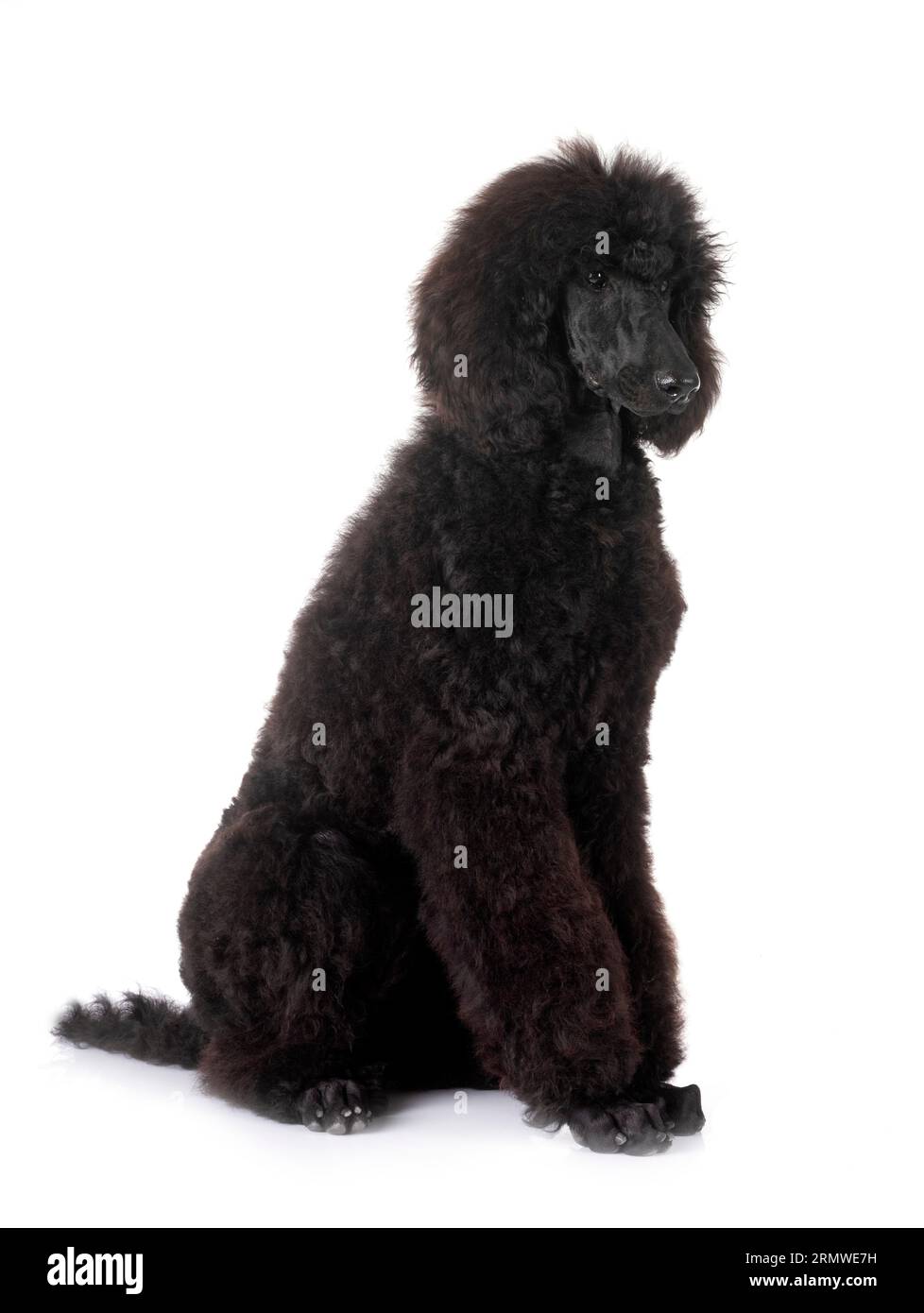 black standard poodle in front of white background Stock Photo - Alamy