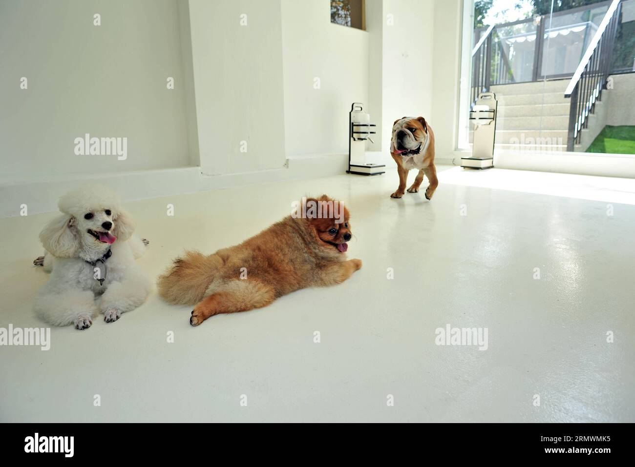 Tiere in singapur hires stock photography and images Alamy