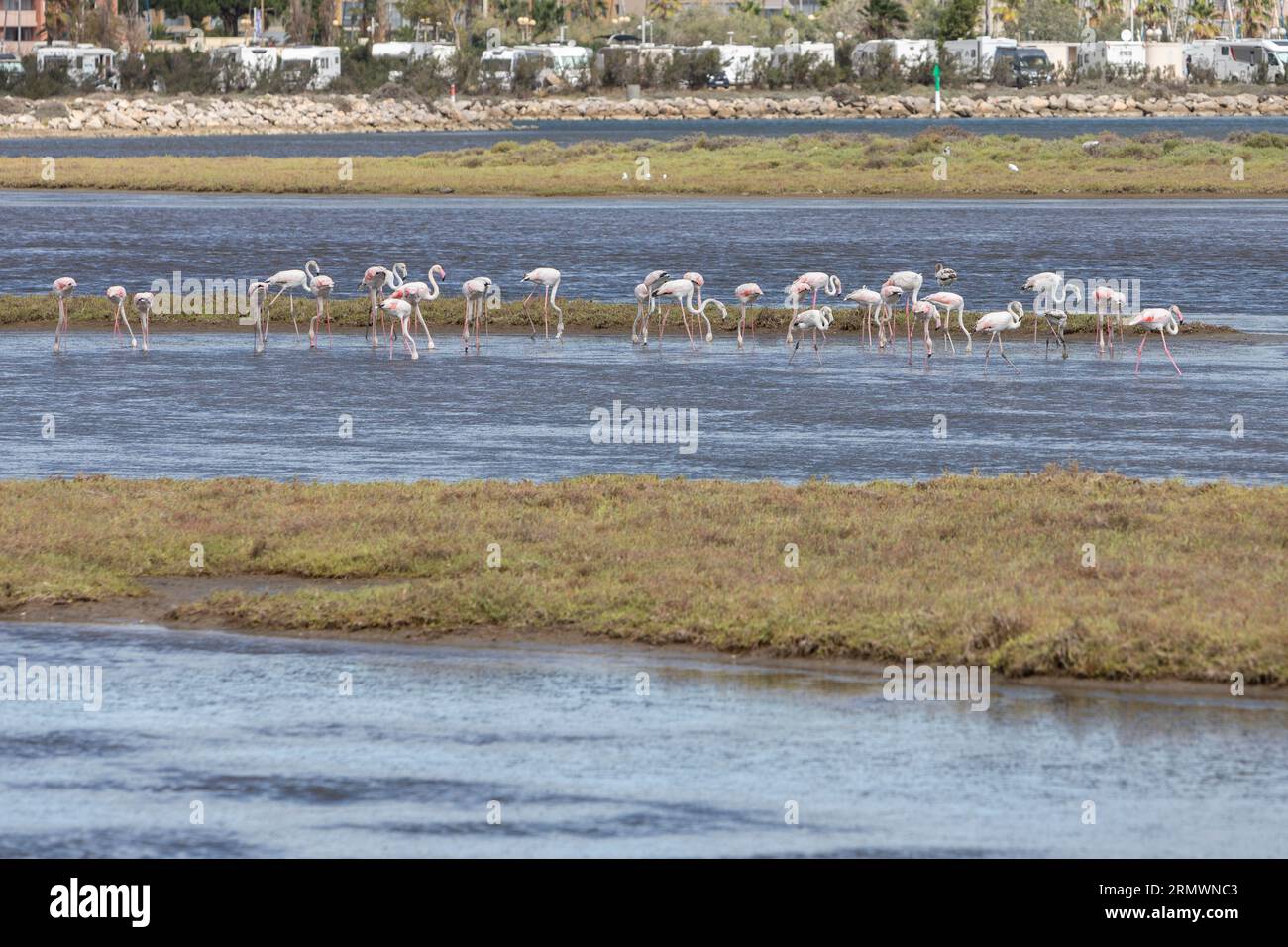 Flamingos in an etang near to Gruissan in the South of France Stock Photo
