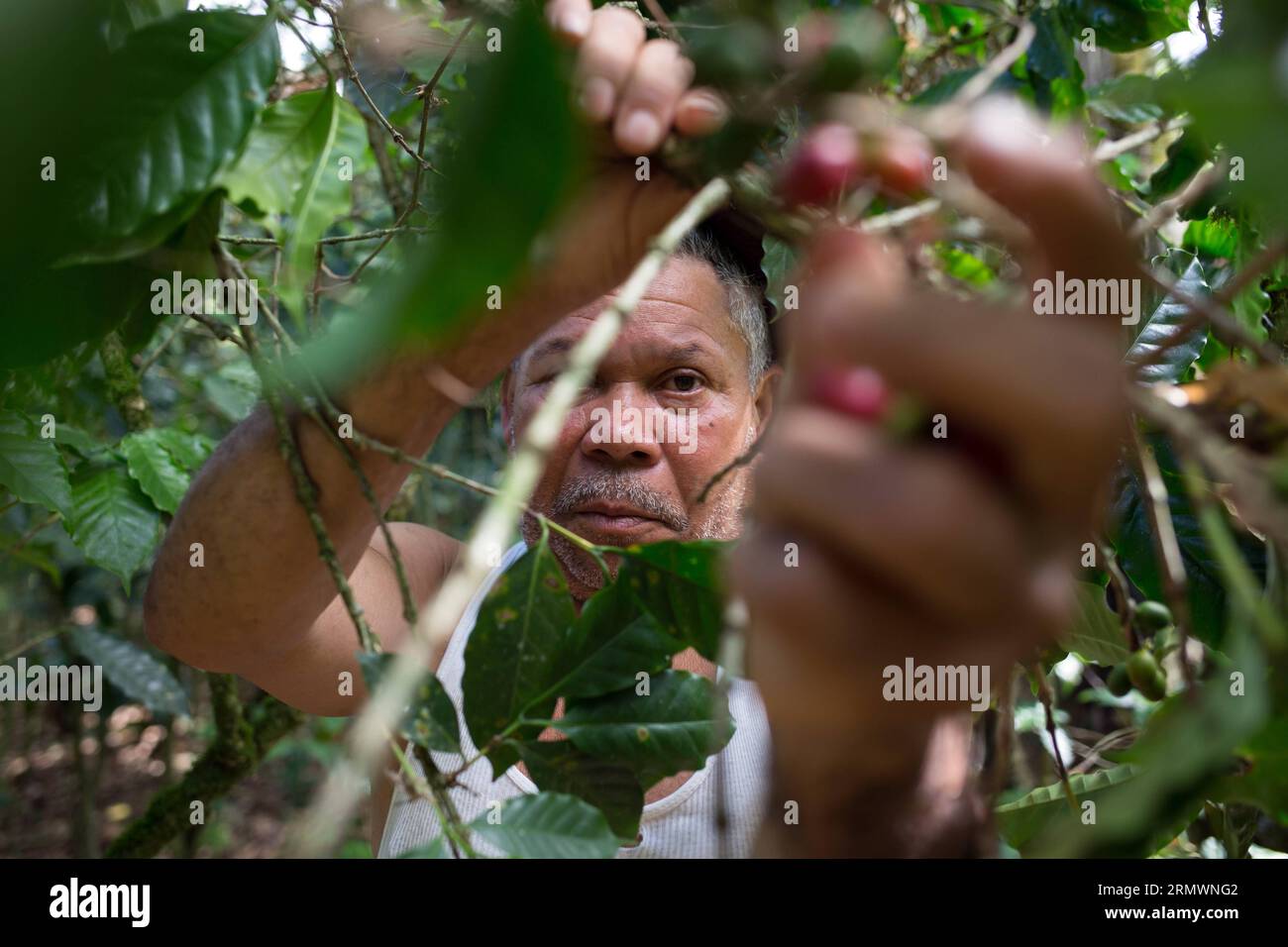 (141106) -- SAN CRISTOBAL,  -- Image taken on Oct. 28, 2014 shows a day laborer collecting coffee beans at an organic farm managed by La Esperanza Association of Coffee Growers (ASOCAES, for its acronym in Spanish) of Los Cacaos municipality, in San Cristobal, Dominican Republic. The life of 10 percent of the Dominican population revolves around coffee production. Fran Afonso) DOMINICAN REPUBLIC-SAN CRISTOBAL-AGRICULTURE-COFFEE e FRANxAFONSO PUBLICATIONxNOTxINxCHN   San Cristobal Image Taken ON OCT 28 2014 Shows a Day laborer collecting Coffee Beans AT to Organic Farm Managed by La Esperanza A Stock Photo