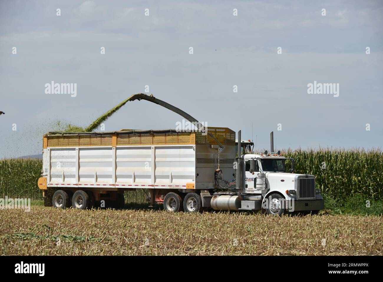 Buckeye, AZ. USA. LLAAS JAGUAR 980 forage harvester and CRANE TRACTOR