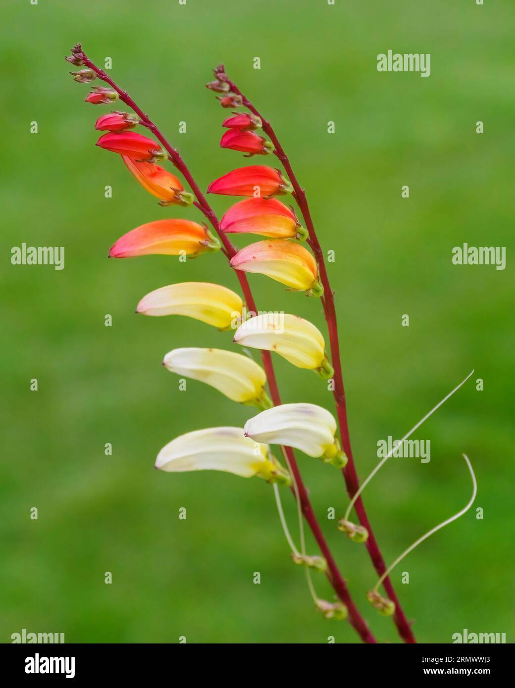 Spanish firecracker vine (Ipomoea lobata), love vine, or fire vine, Ipomoea lobata, (formerly Mina lobata) Stock Photo