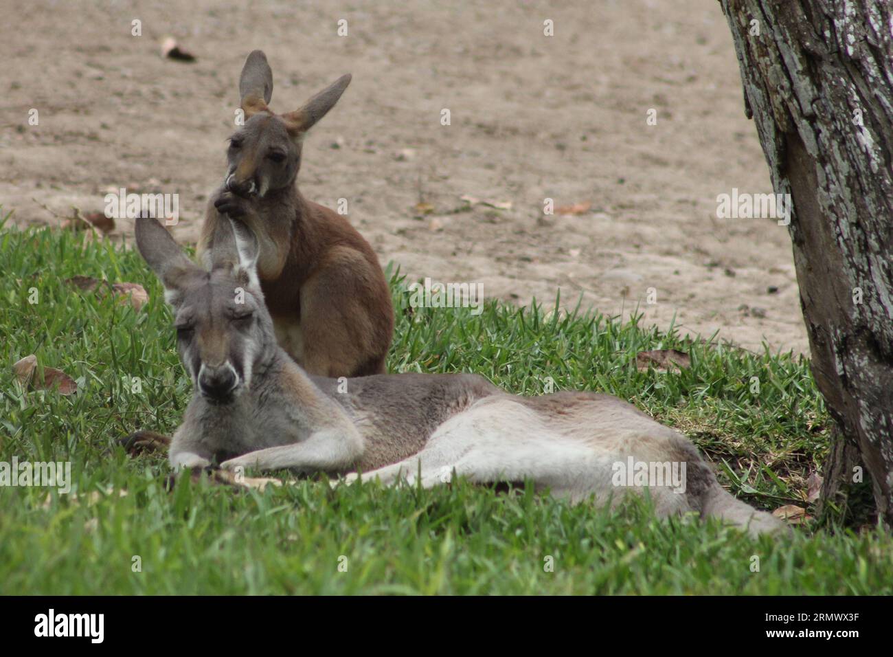 LIMA, Nov. 12, 2014 -- A female kangaroo and her offspring rest during the framework of the week of the conservation and management of animal life in the Park of the Legends, San Miguel district, department of Lima, Peru, on Nov. 12, 2014. The Park of the Legends celebrates the week of the conservation and management of the animal life. Luis Camacho) (jp) PERU-LIMA-ENVIRONMENT-FAUNA e LuisxCamacho PUBLICATIONxNOTxINxCHN   Lima Nov 12 2014 a Female Kangaroo and her Offspring Rest during The FRAMEWORK of The Week of The Conservation and Management of Animal Life in The Park of The Legends San Mi Stock Photo