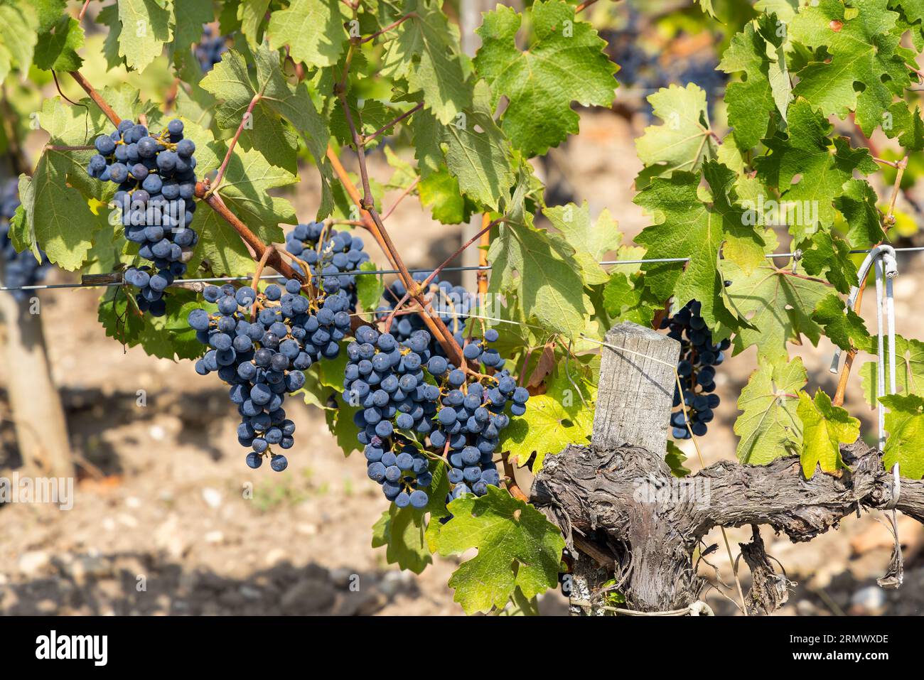 Vineyards with Merlot near Chateau Dauzac, Margaux, Medoc, Bordeaux, Aquitaine, France Stock Photo