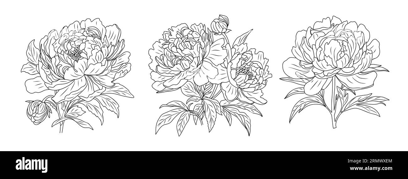 Set of Peonies November birth month flower vector Stock Vector Image