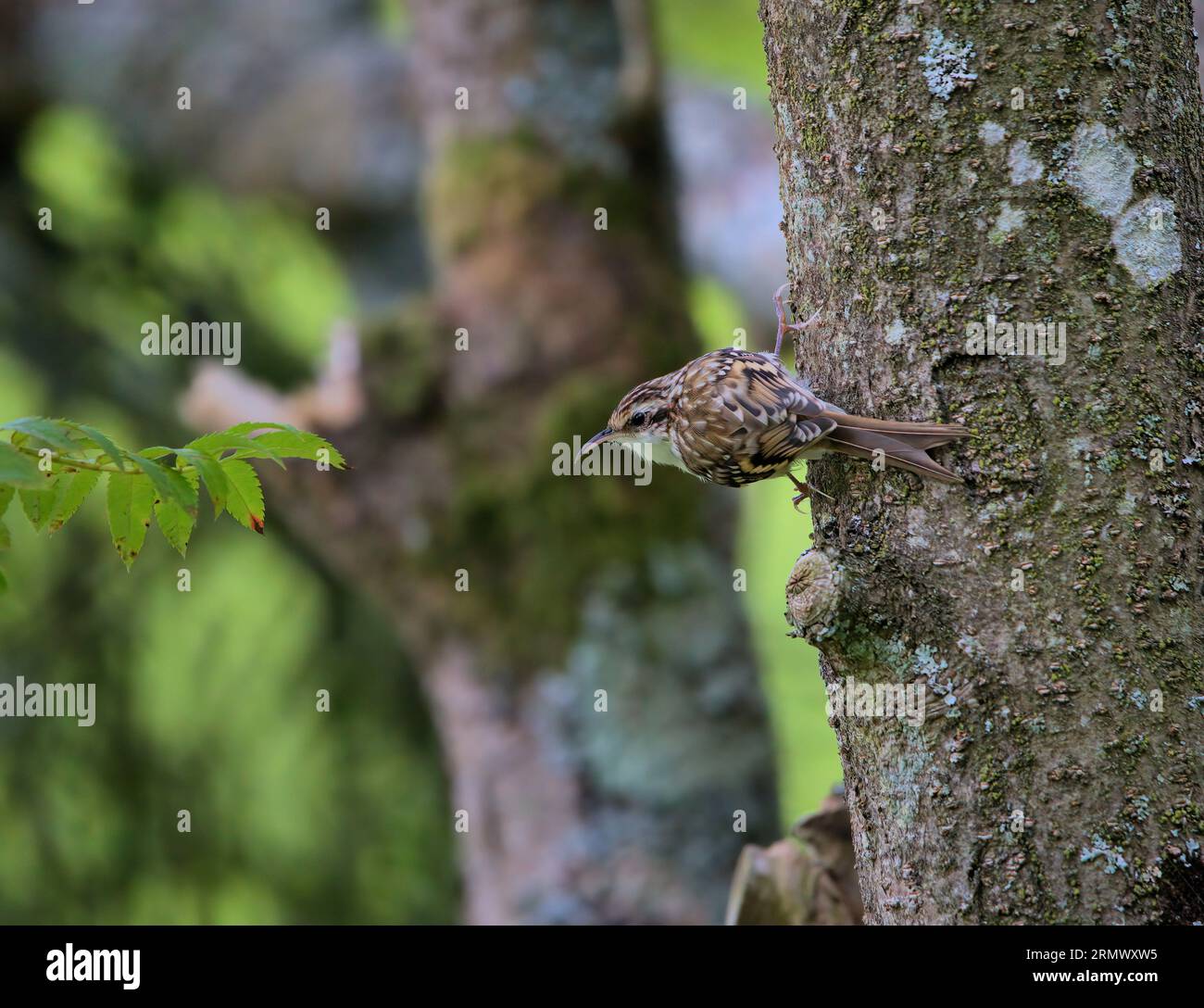 Treecreeper clinging to a tree in the Wye valley Herefordshire, UK Stock Photo