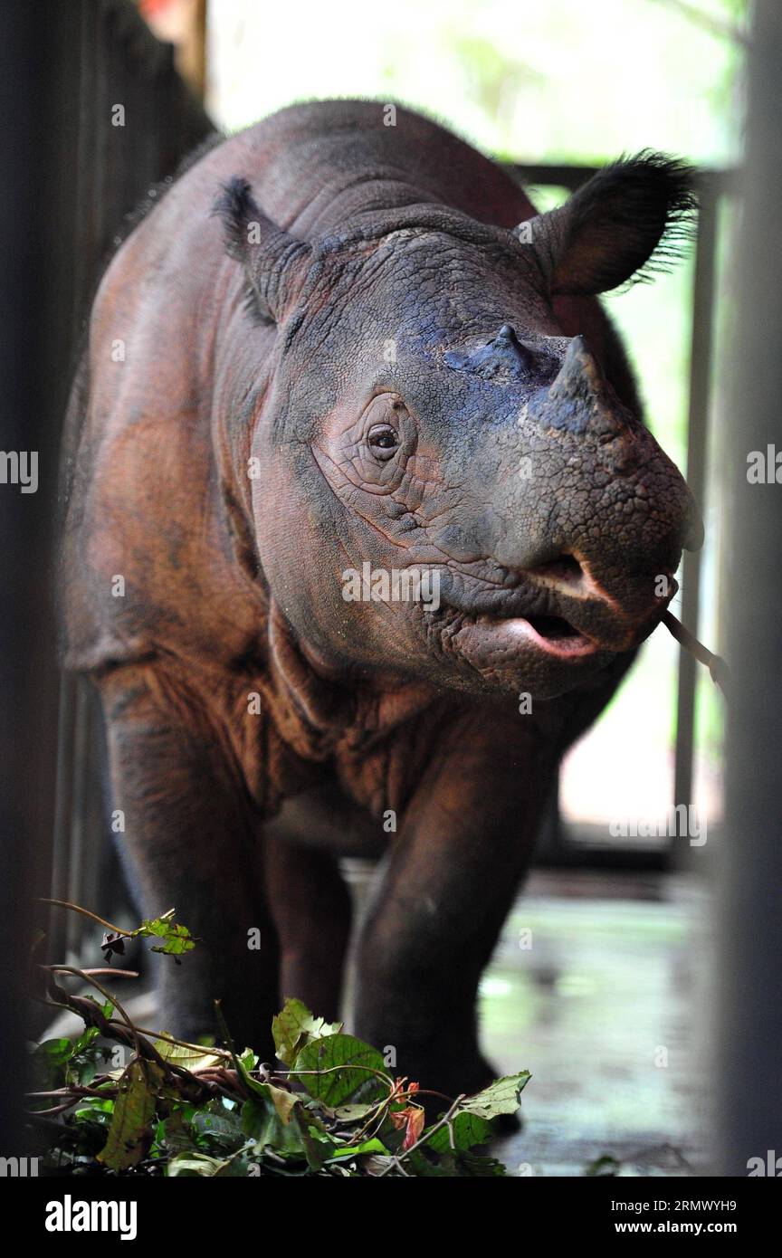 Pahu, The Bornean Rhinoceros At The Sumatran Rhino Rescue Center, Indonesia  Wall Art, Canvas Prints, Framed Prints, Wall Peels