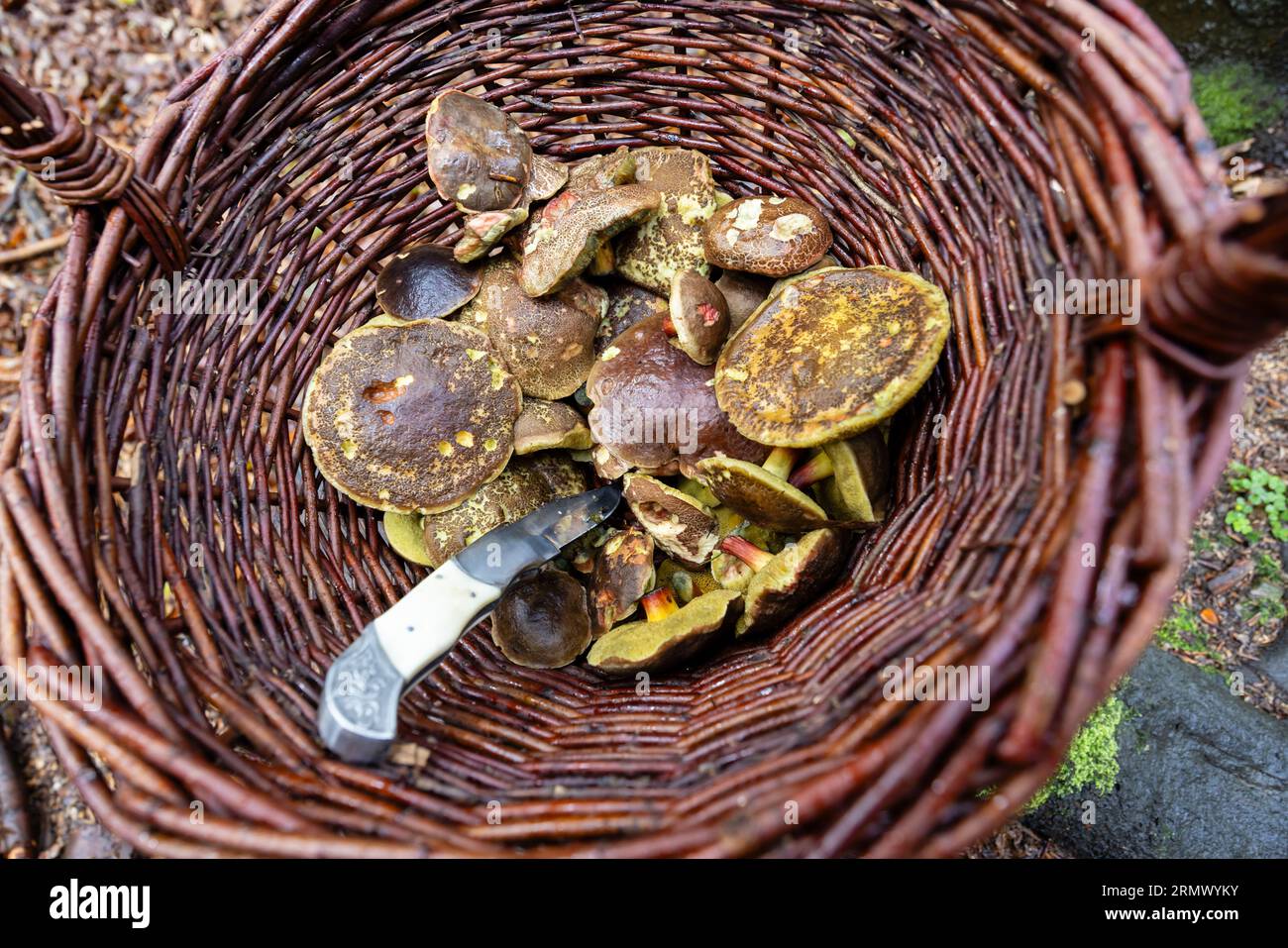 Traditional mushroom picking in forests of Czech Republic Stock Photo