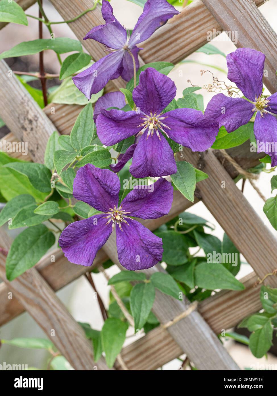 A group of the blue mauve flowers of the scrambling Clematis 'Arabella' growing on a trellis. Stock Photo