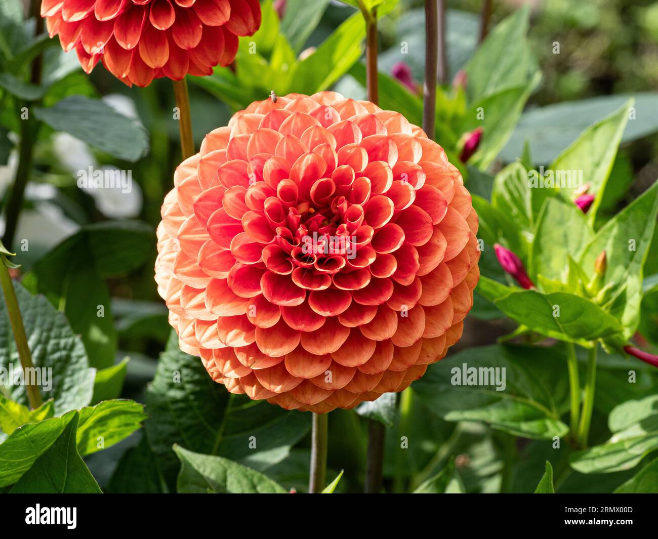 The deep orange ball shaped flowers of Dahlia 'Brown Sugar' Stock Photo