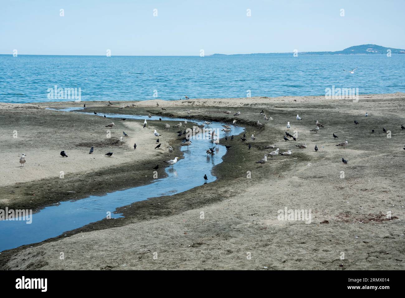 Different kinds of birds and seabirds - Caspian gulls, yellow-legged